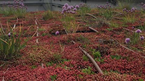 Les toitures urbaines végétalisées rendent de nombreux services. Elles participent à la biodiversité et la lutte contre les îlots de chaleur urbains. ©P. Fayolle